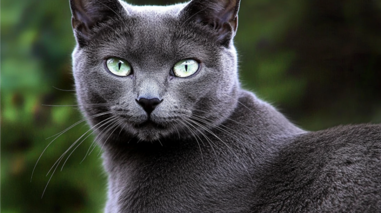 Russian Blue Cat