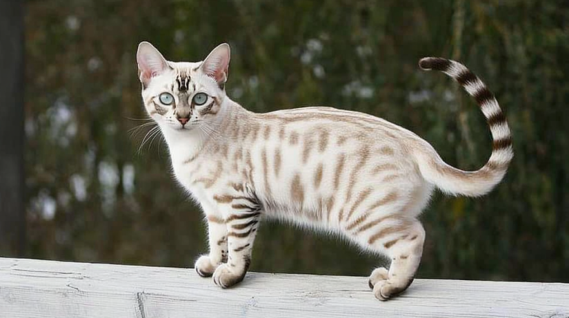 Snow Bengal Cat