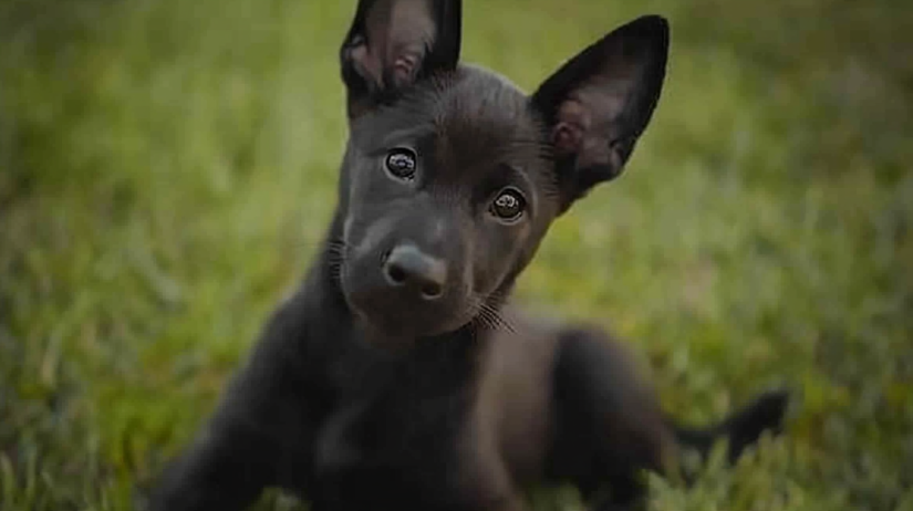 Black Belgian Malinois Puppy