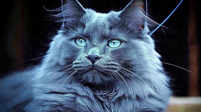 Blue Maine Coon Cat