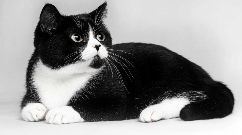 black ana white British Shorthair