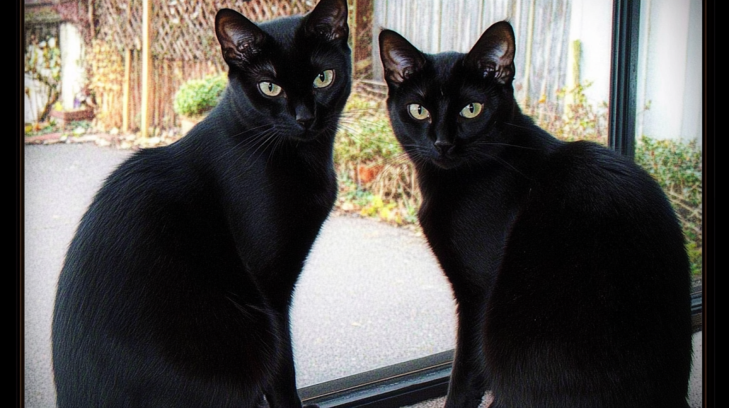 Black Savannah Cat