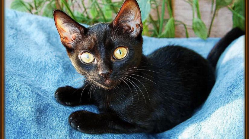 Black Savannah Cat