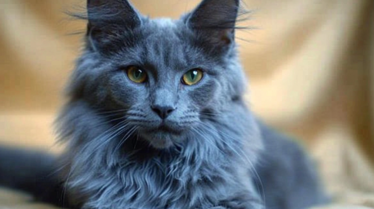 Blue Maine Coon Cat