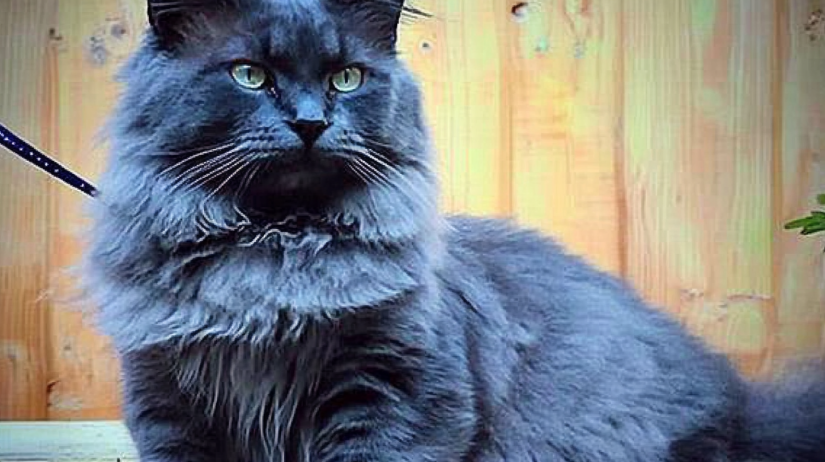 maine coon blue cat