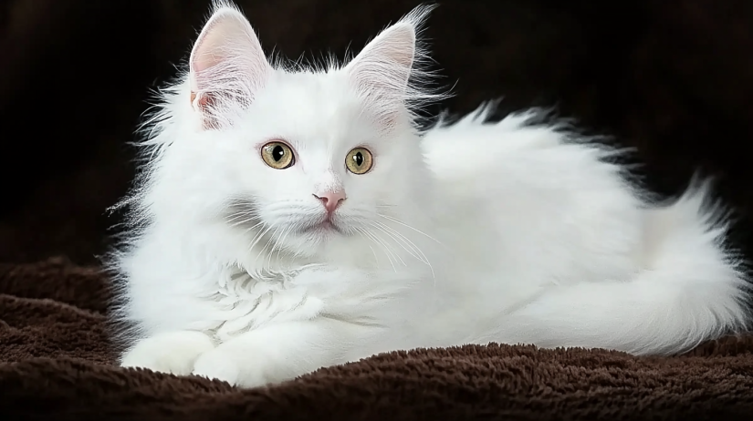 maine coon solid white