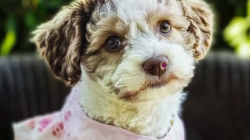 Poochon Puppies